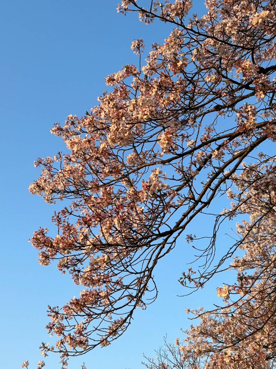 お花見🌸