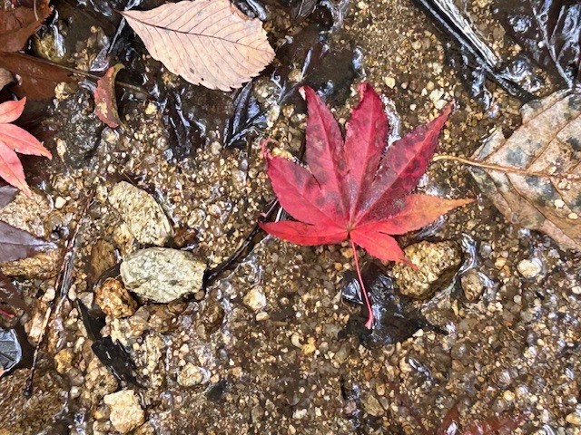 秋を探しに👣