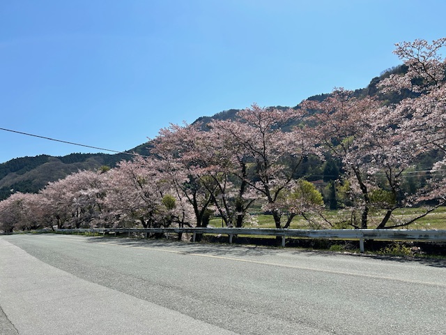 まだまだお花見🌸